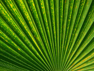 Obraz premium green autumn palm leaf texture background