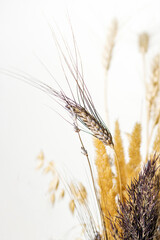 Minimalist composition of dried flowers in vase as home decoration. Beige dried flowers boho bouquet. Common bulrush and yellow field flowers on white background. Educational still life for drawing.