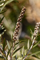 Fototapeta premium callistemon