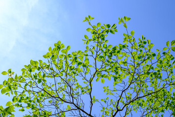 日差しが強く、夏の陽気の５月。新緑が強い日差しに照らされて眩しい。