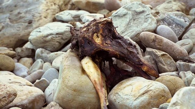 Fish skeleton on the seashore. The ocean threw the bones of the fish on the rocky shore. Remains of a marine animal close-up. Fossil fish or marine life. High quality FullHD footage