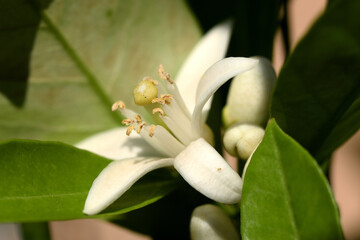 Obraz premium fleur de mandarinier