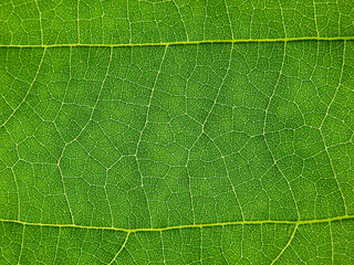 close up green leaf of Bastard teak ( Butea monosperma )