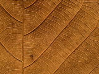 close up dry brown leaves texture ( teak leaves )