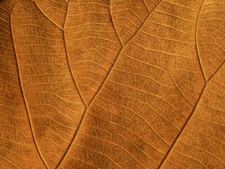close up dry brown leaves texture ( teak leaves )