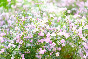 庭に咲くピンクのばら 梅雨入り前のこの季節に楽しませてくれる ピンクのばらの花言葉は 上品 しとやか 感銘 Wall Mural 宮岸孝守