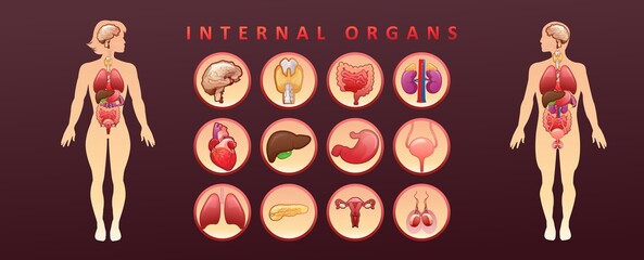 organs in the human body banner