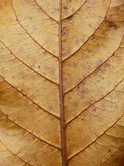 autumn brown leaf texture, Sea almond leaf ( Terminalia catappa L. )