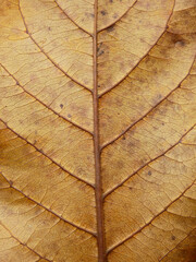 Obraz premium autumn brown leaf texture, Sea almond leaf ( Terminalia catappa L. )