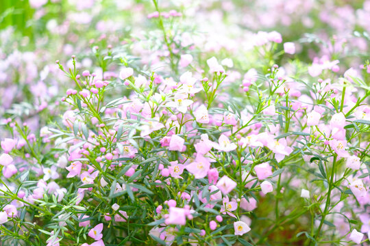 Foto Stock ボロニア ピナータの花 淡い色合いで花言葉の通り芳香な香りが漂い 心が和む Adobe Stock