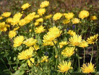 yellow dandelions on grass