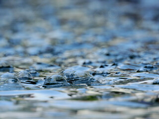 bubble on water in the pond