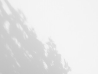 abstract shadow of leaf on white wall background