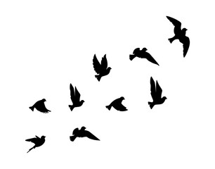 Fototapeta na wymiar Flying birds silhouettes isolated on white background, vector. Birds illustration. Wall art, artwork, poster design. Freedom concept