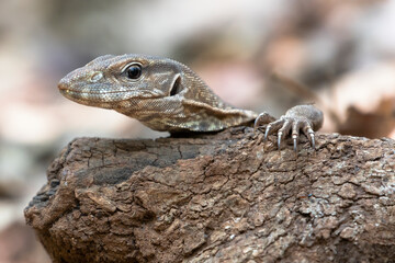 lizard on a rock