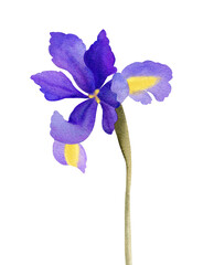 Single violet iris flower isolated on a white background. Hand-drawn watercolor illustration