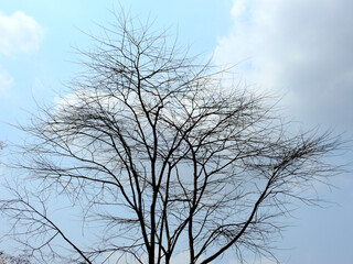 silhouette of dry tree with blue sky background