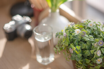 house plant in flower pot on desk