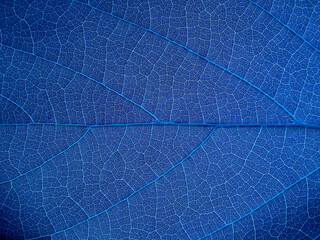 Fototapeta na wymiar vein of blue leaves texture, natural background