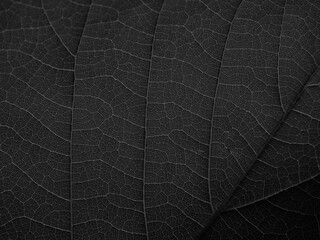 close up black leaf texture