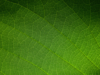 close up green leaf of Bastard teak ( Butea monosperma )