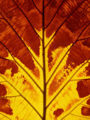 autumn teak leaf texture, close up view