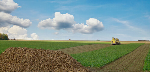 Sugar beet harvester, Mechanized harvesting of sugar beets. Agriculture field of sugar beet in...