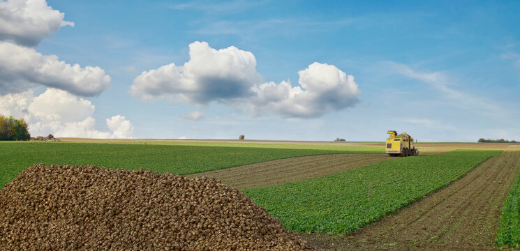 Sugar beet harvester, Mechanized harvesting of sugar beets. Agriculture field of sugar beet in autumn against cloud sky. Harvest season