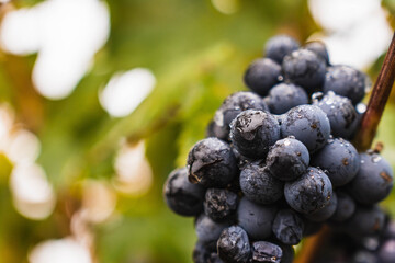 Malbec grapes in the vineyard.