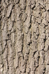 bark of an old tree