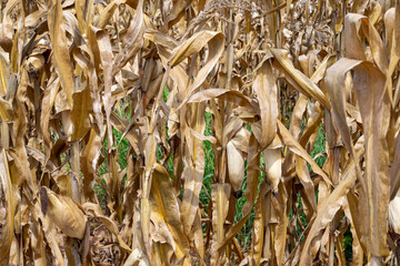 corn plantation, dry ready for harvest
