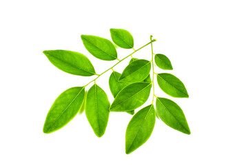 green leaves isolated on white background