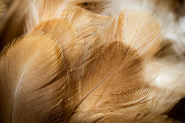 macro photo of brown hen feathers. background or textura