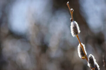 Pussy willow on the branch, blooming verba in spring park. Palm Sunday symbol, twig with catkins. delicate willow flowers in spring, symbols of spring and Easter. nature in spring, close-up