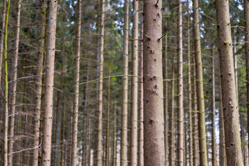 A grove of pine trees planted in a straight line, forest nature landscape background long and tall trunks