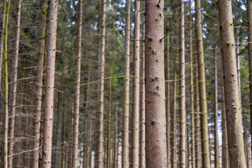 A grove of pine trees planted in a straight line, forest nature landscape background long and tall trunks