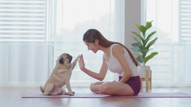 Cute dog Pug breed giving paw high five owner with love feeling so happiness and comfortable,Pretty asian girl Relax with dog in holidays at home,Selective focus