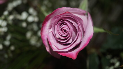 pink rosebud on a white green background close up