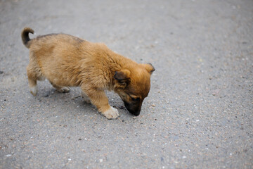 little puppy. Portrait of a cute funny red-haired puppy. homeless hungry dog looking for food on the street. home animal. animal care concept, homeless problem, veterinary medicine. isolated.