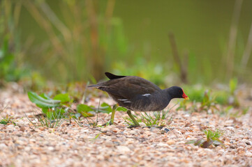 Common moorhen in nature