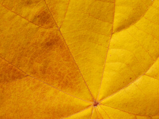 close up yellow leaf texture