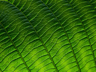 green leaves texture, natural background