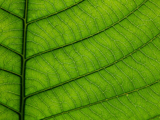 close up green leaf texture, natural background