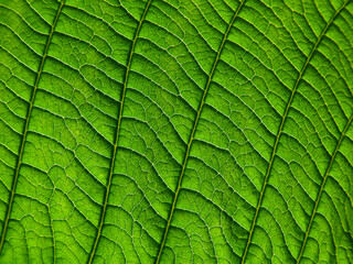 close up green leaf texture, natural background