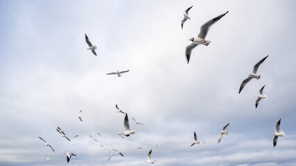 many seagulls in the sky above the sea