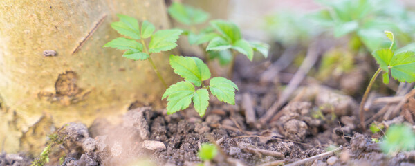 first spring shoots of vegetation, close up