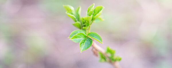 first spring leaves on tree branches, close up