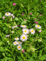 春の野原に咲くハルジオンとアカツメクサ