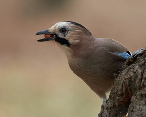 Eurasian jay on a branch with peanuts