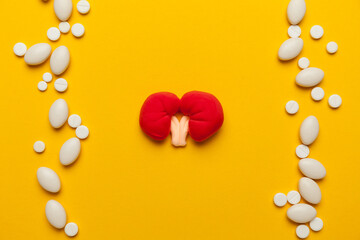 Human kidney model. Treatment of renal failure and cystitis.